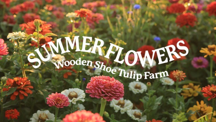 Summer Flowers at Wooden Shoe: Flex and Season Tickets