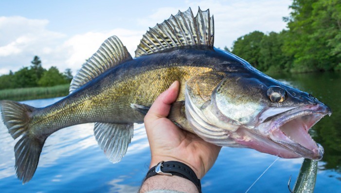 WALLEYES FOR TOMORROW Meeting @ Geneva Spot Bar - Open to Public