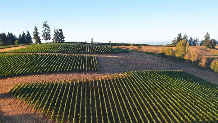 IN A LANDSCAPE:  Soter Vineyards