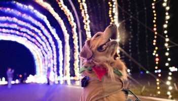 Winter Wonderland November 30th - Lights & Leashes Dog Walk Night