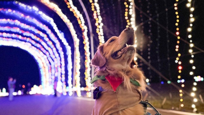Winter Wonderland November 30th - Lights & Leashes Dog Walk Night